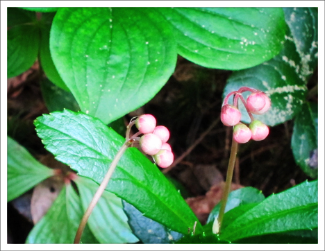 Paul Smiths VIC -- Adirondack Wildflowers | Pipsissewa (Chimaphila umbellata) in bud | 1 July 2011
