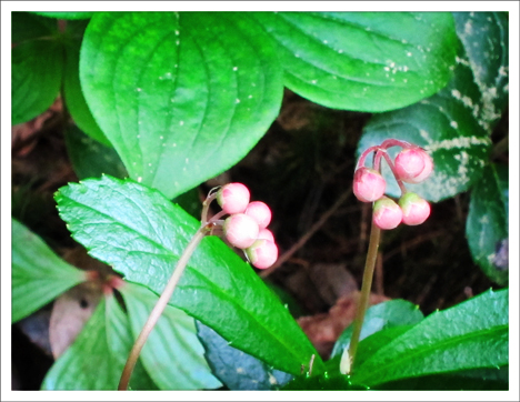 Adirondack Wildflowers: Pipsissewa just before blooming at the Paul Smiths VIC. Paul Smiths VIC -- Adirondack Wildflowers | Pipsissewa (Chimaphila umbellata) in bud | 1 July 2011