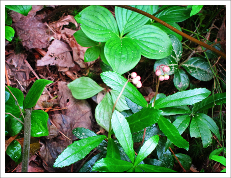 Adirondack Wildflowers: Pipsissewa in bud in early July at the Paul Smiths VIC.