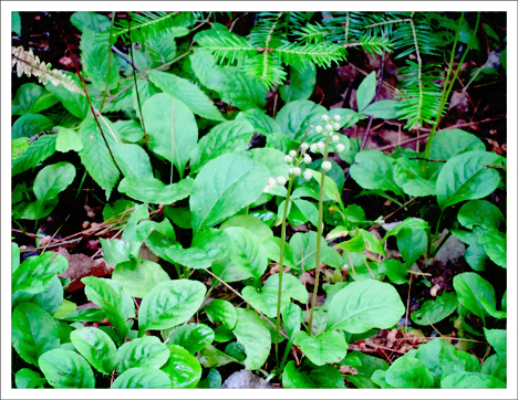 Adirondack Wildflowers:  Shinleaf in bud at the Paul Smiths VIC(1 July 2011)