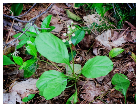 Adirondack Wildflowers:  Shinleaf in bud at the Paul Smiths VIC (23 June 2012)