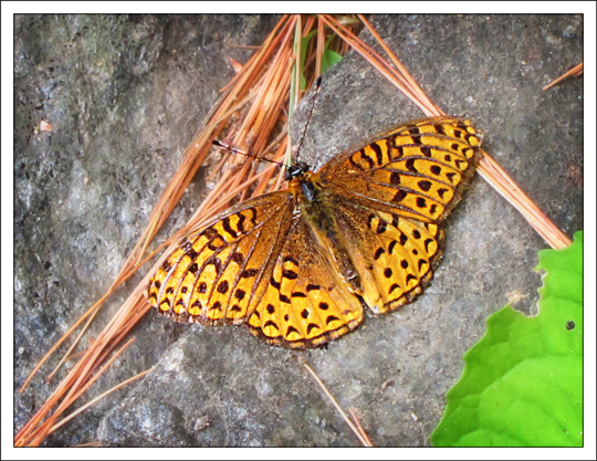 Butterflies of the Adirondack Mountains: Aphrodite Fritillary (Speyeria aphrodite) in the Paul Smiths VIC Native Species Butterfly House (18 July 2012)