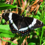Adirondack Butterflies: White Admiral Butterfly in the Paul Smiths Butterfly House (30 June 2012)
