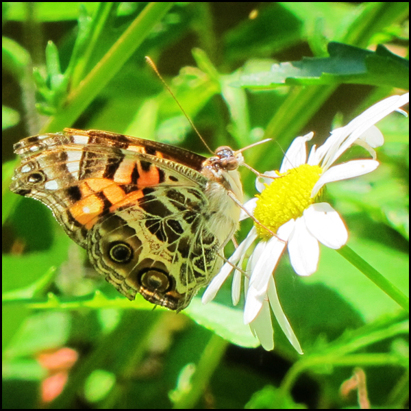 Adirondack Butterflies -- American Lady in the Paul Smiths Butterfly House (12 July 2012)