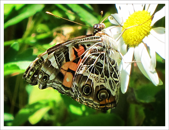 Adirondack Butterflies: American Lady (Vanessa virginiensis) at the Paul Smiths VIC Native Species Butterfly House (12 July 2012)