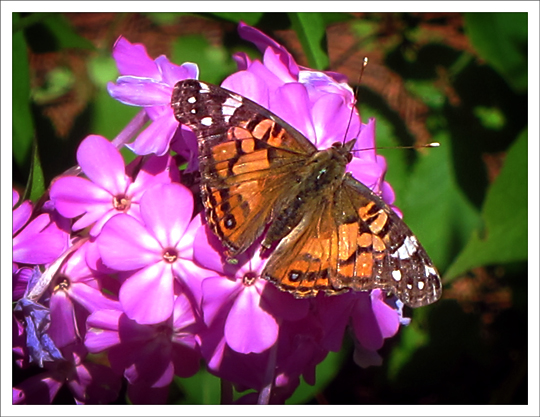 Butterflies of the Adirondack Mountains: American Lady (Vanessa virginiensis) at the Paul Smiths VIC Native Species Butterfly House (30 July 2012)