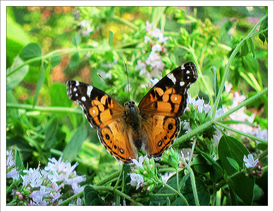 Butterflies of the Adirondacks: American Lady (Vanessa virginiensis) at the Paul Smiths VIC Native Species Butterfly House (4 August 2012) Butterflies of the Adirondack Mountains: American Lady (Vanessa virginiensis) at the Paul Smiths VIC Native Species Butterfly House (4 August 2012)