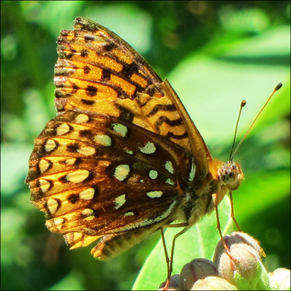 Adirondack Butterflies -- Aphrodite Fritillary in the Paul Smiths Butterfly House (12 July 2012)