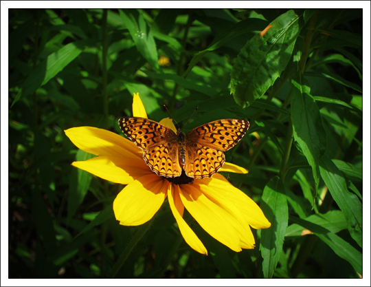 Butterflies of the Adirondack Mountains: Aphrodite Fritillary (Speyeria aphrodite) in the Paul Smiths VIC Native Species Butterfly House (18 July 2012)