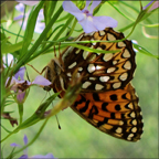 Adirondack Butterflies -- Atlantis Fritillary in the Paul Smiths Butterfly House (16 June 2012)