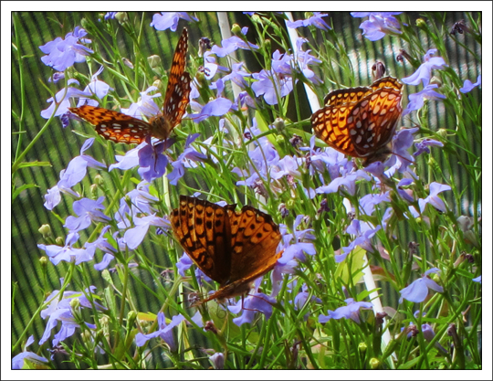 Butterflies of the Adirondack Mountains: Atlantis Fritillary (Speyeria atlantis) in the Paul Smiths VIC Native Species Butterfly House (23 June 2012)