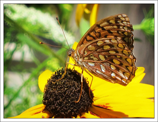 Butterflies of the Adirondack Mountains: Atlantis Fritillary (Speyeria atlantis) in the Paul Smiths VIC Native Species Butterfly House (30 July 2012)