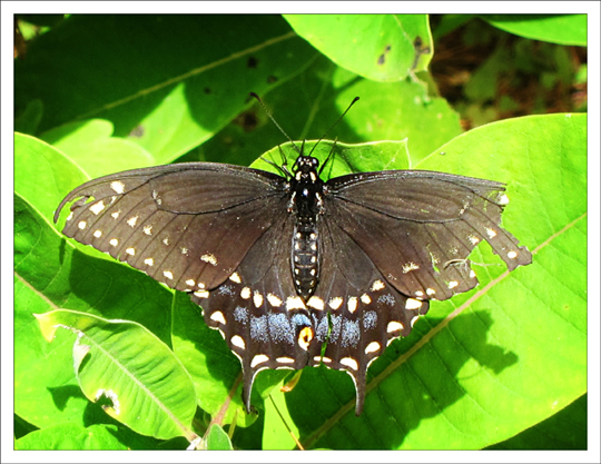 Butterflies of the Adirondack Mountains: Female Black Swallowtail (Papilio polyxenes) at the Paul Smiths VIC Native Species Butterfly House (1 September 2012)