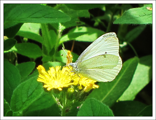 Butterflies of the Adirondack Mountains: Cabbage White (Pieris rapae) in the Paul Smiths VIC Native Species Butterfly House (16 June 2012)