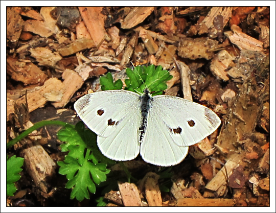 Butterflies of the Adirondack Mountains: Cabbage White (Pieris rapae) in the Paul Smiths VIC Native Species Butterfly House (16 June 2012) Butterflies of the Adirondack Mountains: Cabbage White (Pieris rapae) in the Paul Smiths VIC Native Species Butterfly House (16 June 2012)