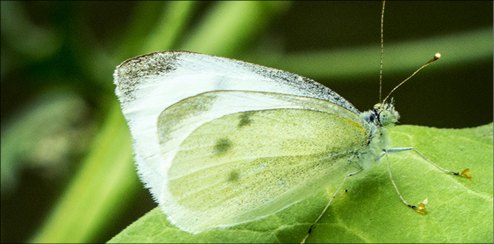 Butterflies of the Adirondack Mountains: Cabbage White in the Paul Smiths VIC Native Species Butterfly House (19 July 2014)) Butterflies of the Adirondack Mountains: Cabbage White in the Paul Smiths VIC Native Species Butterfly House (19 July 2014)