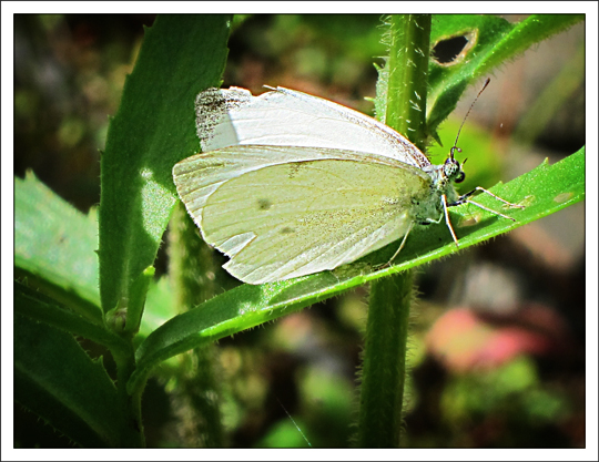 Butterflies of the Adirondack Mountains: Cabbage White (Pieris rapae) in the Paul Smiths VIC Native Species Butterfly House (9 September 2012) Butterflies of the Adirondack Mountains: Cabbage White (Pieris rapae) in the Paul Smiths VIC Native Species Butterfly House (9 September 2012)