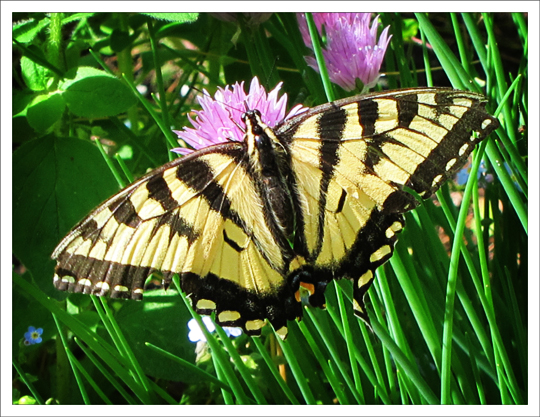 Butterflies of the Adirondack Mountains: Canadian Tiger Swallowtail (Papilio canadensis) at the Paul Smiths VIC Native Species Butterfly House (9 June 2012)