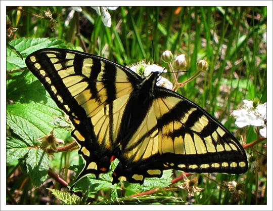 Butterflies of the Adirondack Mountains: Canadian Tiger Swallowtail (Papilio canadensis) near the Paul Smiths VIC Native Species Butterfly House (9 June 2012)