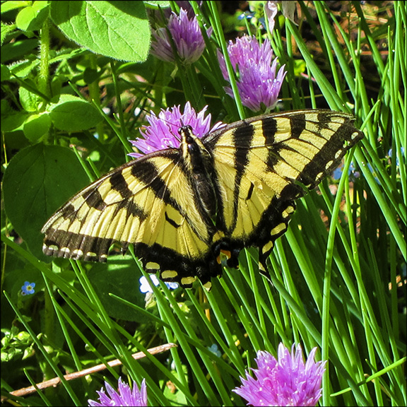 Butterflies of the Adirondacks:  Atlantis Fritillary in the Butterfly House at the Paul Smiths VIC (9 June 2012)