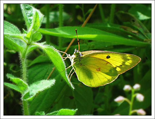 Butterflies of the Adirondack Mountains: Clouded Sulphur (Colias philodice) in the Paul Smiths VIC Native Species Butterfly House (16 June 2012)