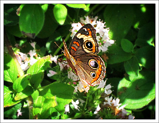 Butterflies of the Adirondack Mountains: Common Buckeye (Junonia coenia) in the Paul Smiths VIC Native Species Butterfly House (25 August 2012) Butterflies of the Adirondack Mountains: Common Buckeye (Junonia coenia) in the Paul Smiths VIC Native Species Butterfly House (25 August 2012)