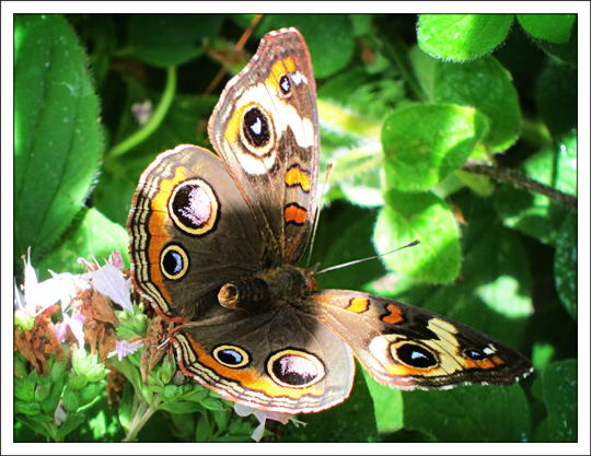 Butterflies of the Adirondack Mountains: Common Buckeye (Junonia coenia) in the Paul Smiths VIC Native Species Butterfly House (25 August 2012) Butterflies of the Adirondack Mountains: Common Buckeye (Junonia coenia) in the Paul Smiths VIC Native Species Butterfly House (25 August 2012)