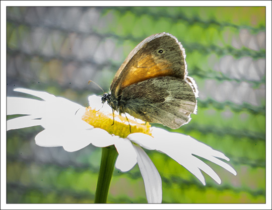 Butterflies of the Adirondack Mountains: Common Ringlet (Coenonympha tullia) in the Paul Smiths VIC Native Species Butterfly House (25 June 2013)