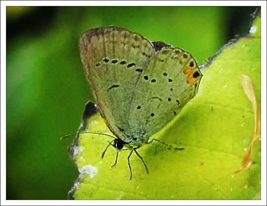 Butterflies of the Adirondack Mountains: Eastern Tailed-Blue (Cupido comyntas) in the Paul Smiths VIC Native Species Butterfly House (9 September 2012)