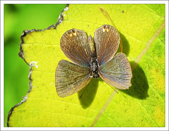 Butterflies of the Adirondack Mountains: Eastern Tailed-Blue (Cupido comyntas) in the Paul Smiths VIC Native Species Butterfly House (9 September 2012)