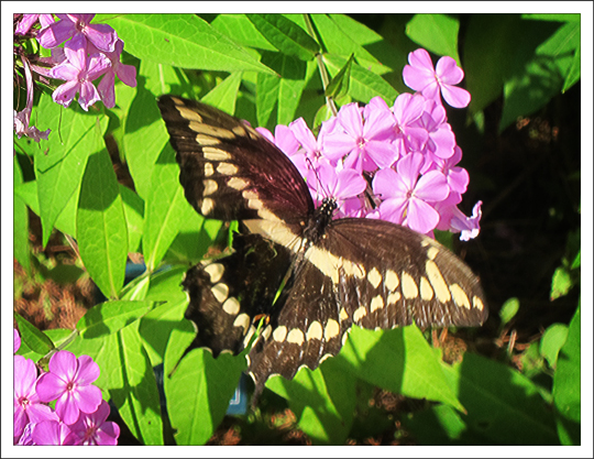 Butterflies of the Adirondack Mountains: Giant Swallowtail (Papilio cresphontes) in the Paul Smiths VIC Native Species Butterfly House (4 August 2012) Butterflies of the Adirondack Mountains: Giant Swallowtail (Papilio cresphontes) in the Paul Smiths VIC Native Species Butterfly House (4 August 2012)