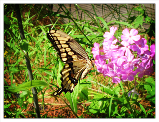 Butterflies of the Adirondack Mountains: Giant Swallowtail (Papilio cresphontes) in the Paul Smiths VIC Native Species Butterfly House (4 August 2012)