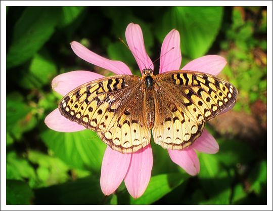 Butterflies of the Adirondack Mountains: Great Spangled Fritillary (Speyeria cybele) in the Paul Smiths VIC Native Species Butterfly House (25 August 2012)