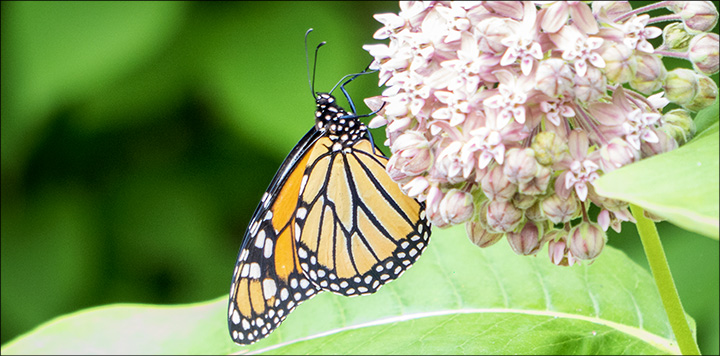Butterflies of the Adirondack Mountains: Monarch Butterfly in the Paul Smiths VIC Native Species Butterfly House (12 July 2014) Butterflies of the Adirondack Mountains: Monarch Butterfly in the Paul Smiths VIC Native Species Butterfly House (12 July 2014)