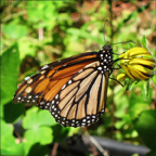 Adirondack Butterflies -- Monarch Butterfly in the Paul Smiths Butterfly House (10 July 2012)