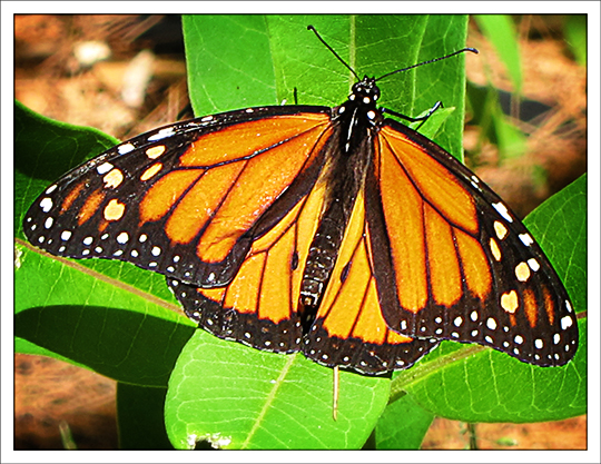 Butterflies of the Adirondack Mountains: Monarch Butterfly (Danaus plexippus) in the Paul Smiths VIC Native Species Butterfly House (30 June 2012)