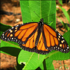 Adirondack Butterflies -- Monarch Butterfly in the Paul Smiths Butterfly House (30 June 2012)