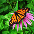 Adirondack Butterflies:  Monarch Butterfly in the VIC Native Species Butterfly House (30 June 2012)