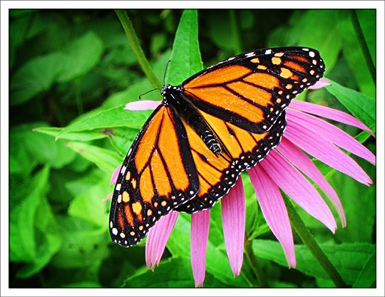 Butterflies of the Adirondack Mountains: Monarch Butterfly (Danaus plexippus) in the Paul Smiths VIC Native Species Butterfly House (8 August 2012)