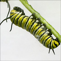 Monarch Caterpillar in the Paul Smiths VIC Butterfly House