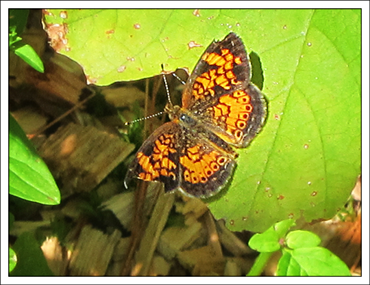 Butterflies of the Adirondack Mountains: Northern Crescent (Phyciodes cocyta) in the Paul Smiths VIC Native Species Butterfly House (30 July 2012)