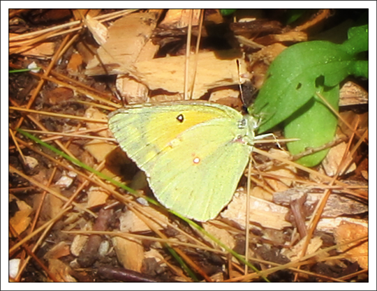 Butterflies of the Adirondacks: Orange Sulphur (Colias eurytheme) in the Paul Smiths VIC Native Species Butterfly House (28 June 2012) Butterflies of the Adirondacks: Orange Sulphur (Colias eurytheme) in the Paul Smiths VIC Native Species Butterfly House (28 June 2012)