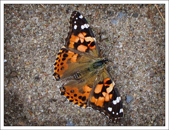 Butterflies of the Adirondack Mountains: Painted Lady (Vanessa cardui) in the Paul Smiths VIC Native Species Butterfly House (19 July 2012)