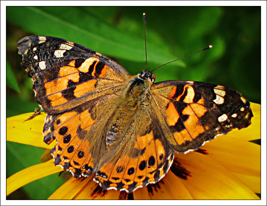 Butterflies of the Adirondack Mountains: Painted Lady (Vanessa cardui) in the Paul Smiths VIC Native Species Butterfly House (19 July 2012)