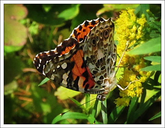 Butterflies of the Adirondack Mountains: Painted Lady (Vanessa cardui) in the Paul Smiths VIC Native Species Butterfly House (25 August 2012)