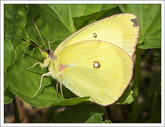 Butterflies of the Adirondack Mountains: Pink-edged Sulphur (Colias interior) in the Paul Smiths VIC Native Species Butterfly House (12 July 2013)