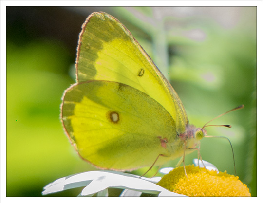 Butterflies of the Adirondack Mountains: Pink-edged Sulphur (Colias interior) in the Paul Smiths VIC Native Species Butterfly House (6 July 2013)