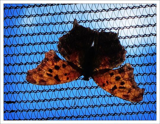 Butterflies of the Adirondack Mountains: Question Mark (Polygonia interrogationis) in the Paul Smiths VIC Native Species Butterfly House (13 June 2012)
