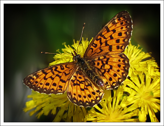 Butterflies of the Adirondack Mountains: Silver-bordered Fritillary (Boloria selene) in the Paul Smiths VIC Native Species Butterfly House (16 June 2012)