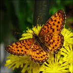 Adirondack Butterflies -- Silver-bordered Fritillary in the Paul Smiths Butterfly House (16 June 2012)